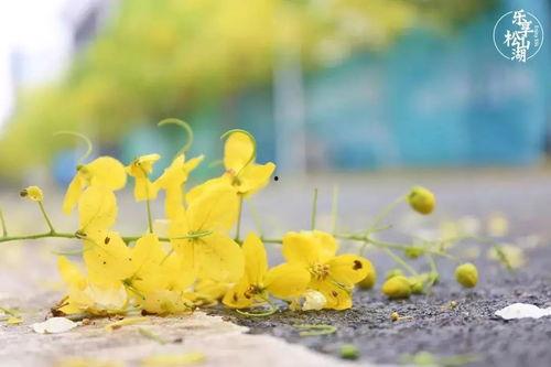 花开花落人团圆（春去秋来人未远）,情谊长存